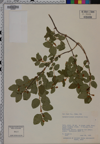 Symphoricarpos oreophilus image