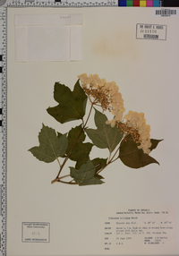 Viburnum trilobum image