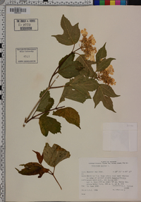 Viburnum opulus image