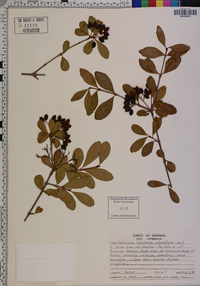 Viburnum obovatum image