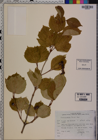 Viburnum edule image