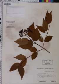 Viburnum dentatum var. deamii image