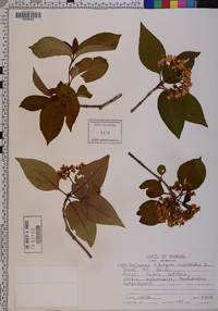 Viburnum cassinoides image