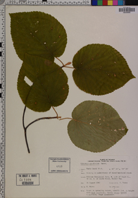 Viburnum lantanoides image