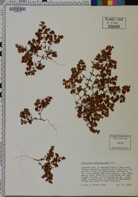 Paronychia herniarioides image