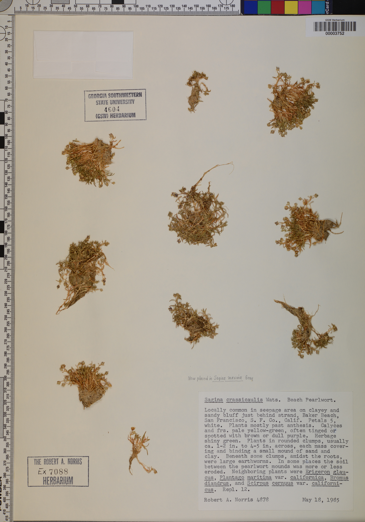 Sagina maxima subsp. crassicaulis image
