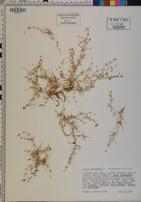 Sagina procumbens image