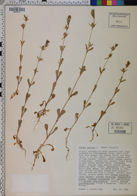 Silene gallica image