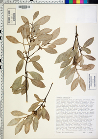 Cassine peragua subsp. peragua image