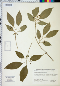 Euonymus atropurpureus image