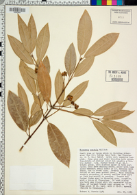 Euonymus lucidus image