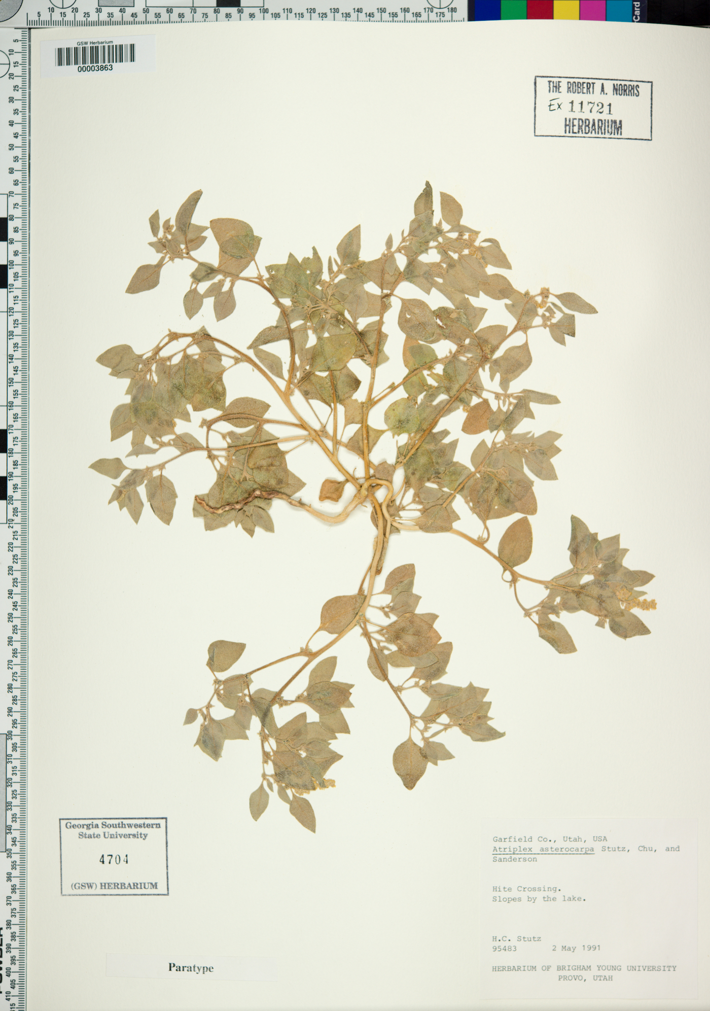 Atriplex asterocarpa image