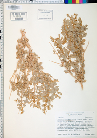 Atriplex confertifolia image