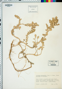 Atriplex leucophylla image