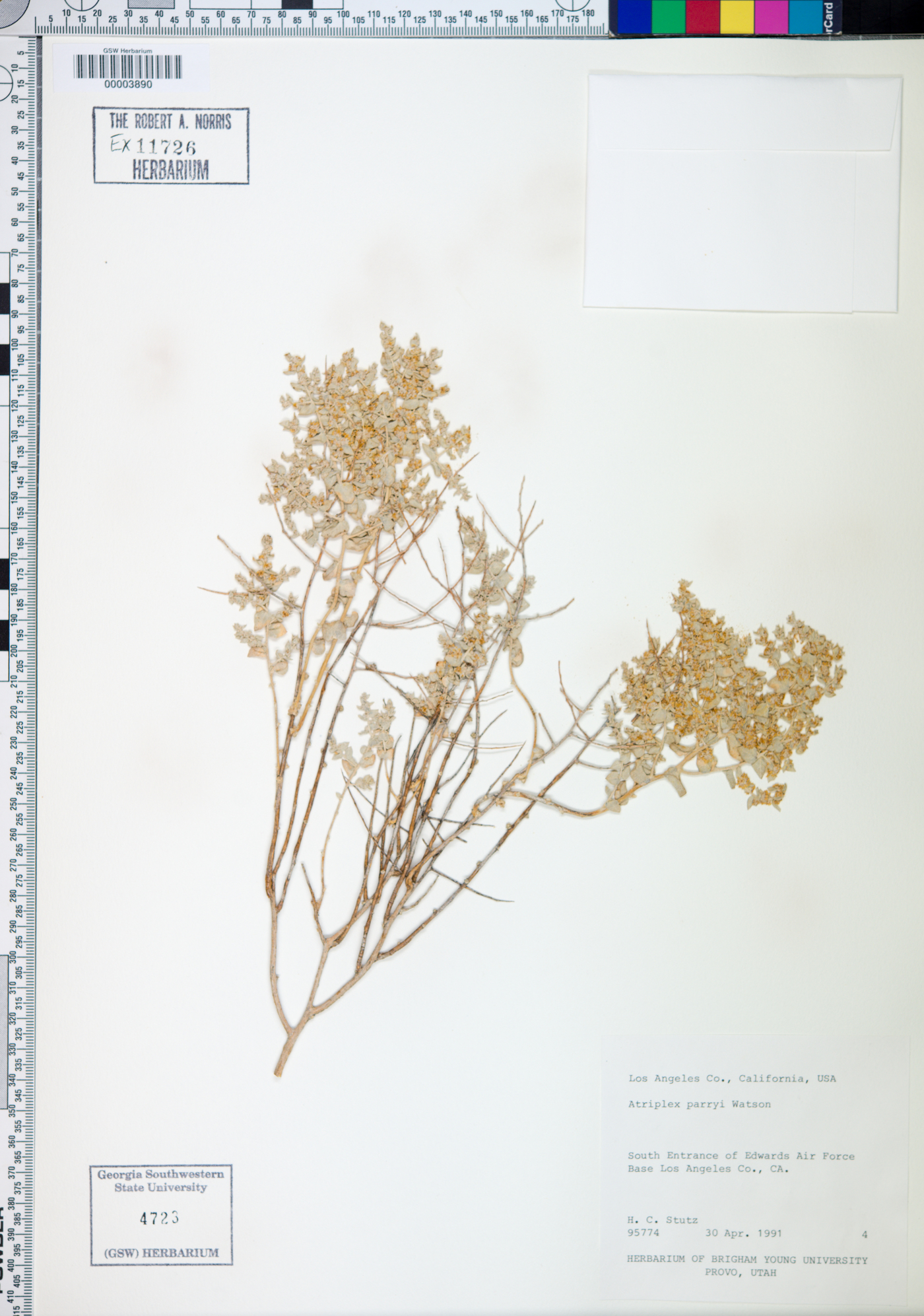 Atriplex parryi image