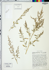 Chenopodium pratericola image