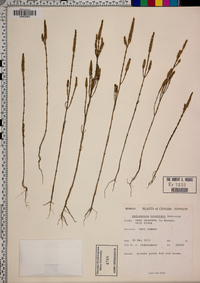 Image of Salicornia brachiata