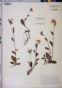 Helianthemum carolinianum image