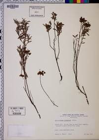 Helianthemum corymbosum image