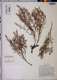 Helianthemum rosmarinifolium image