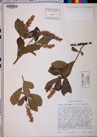 Clethra alnifolia image