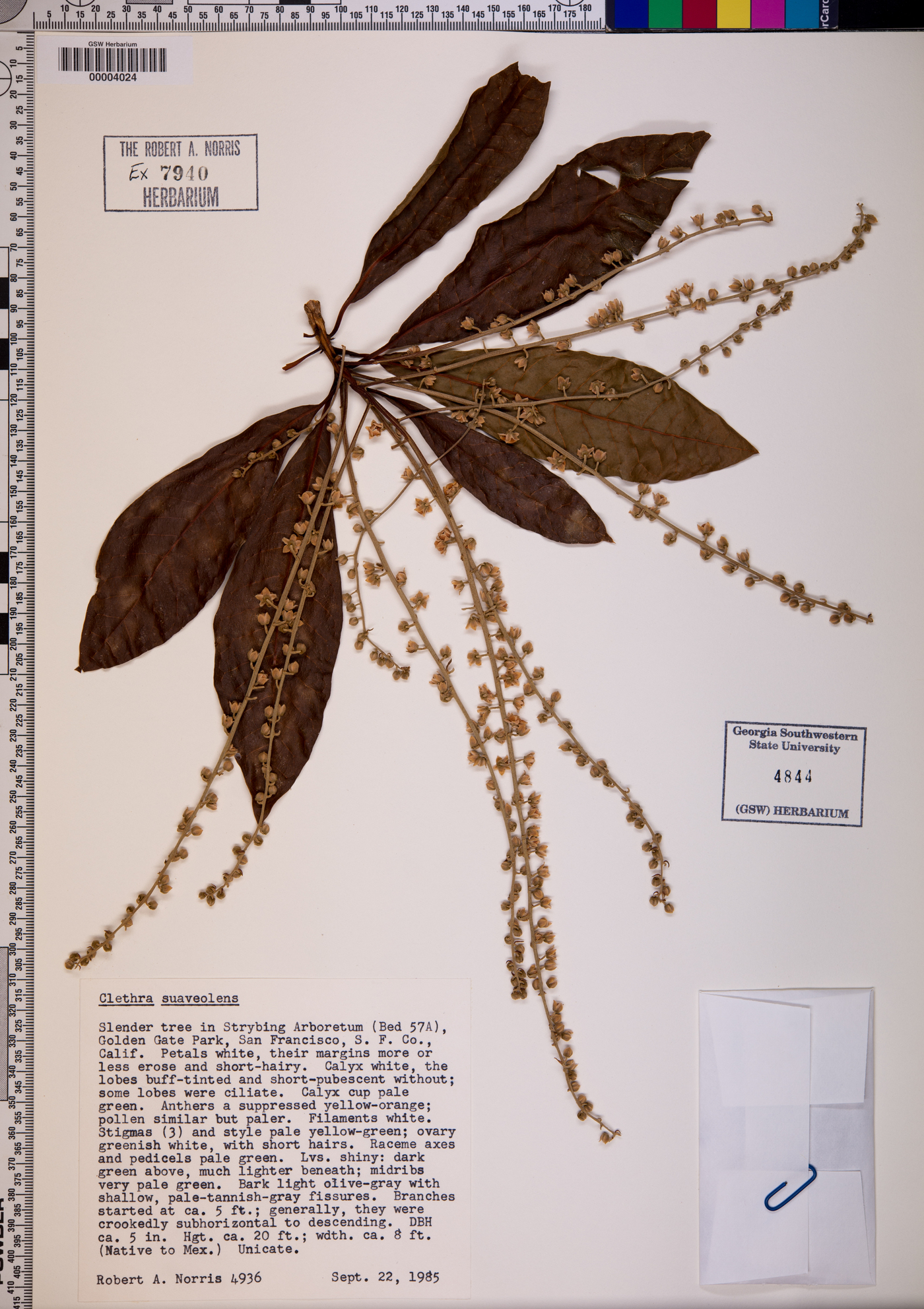 Clethra suaveolens image