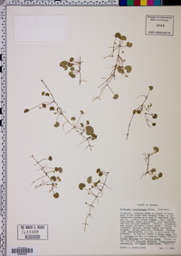 Dichondra carolinensis image