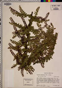 Coriaria thymifolia image