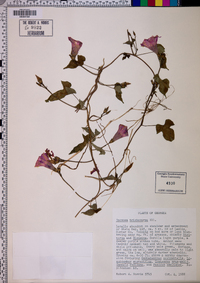 Ipomoea trichocarpa image