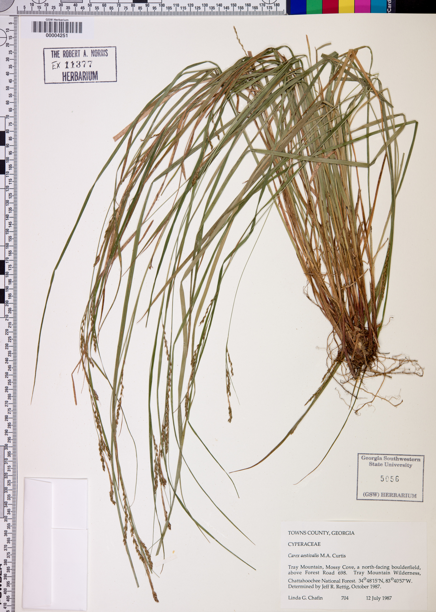 Carex aestivalis image