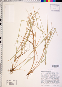 Carex albolutescens image