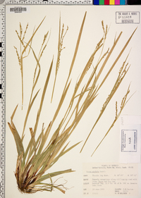 Carex arctata image