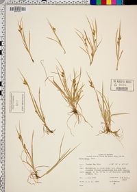 Carex aurea image