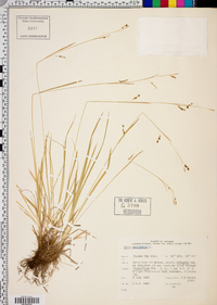 Carex capillaris image