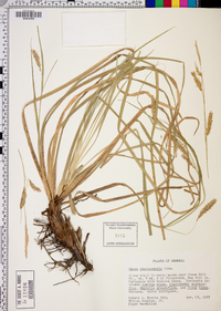 Carex cherokeensis image