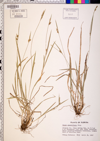 Carex crebriflora image