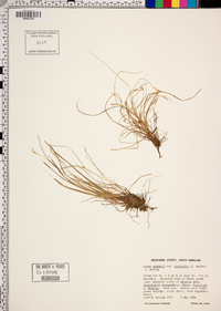 Carex emmonsii image