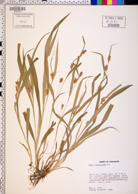 Carex flaccosperma image