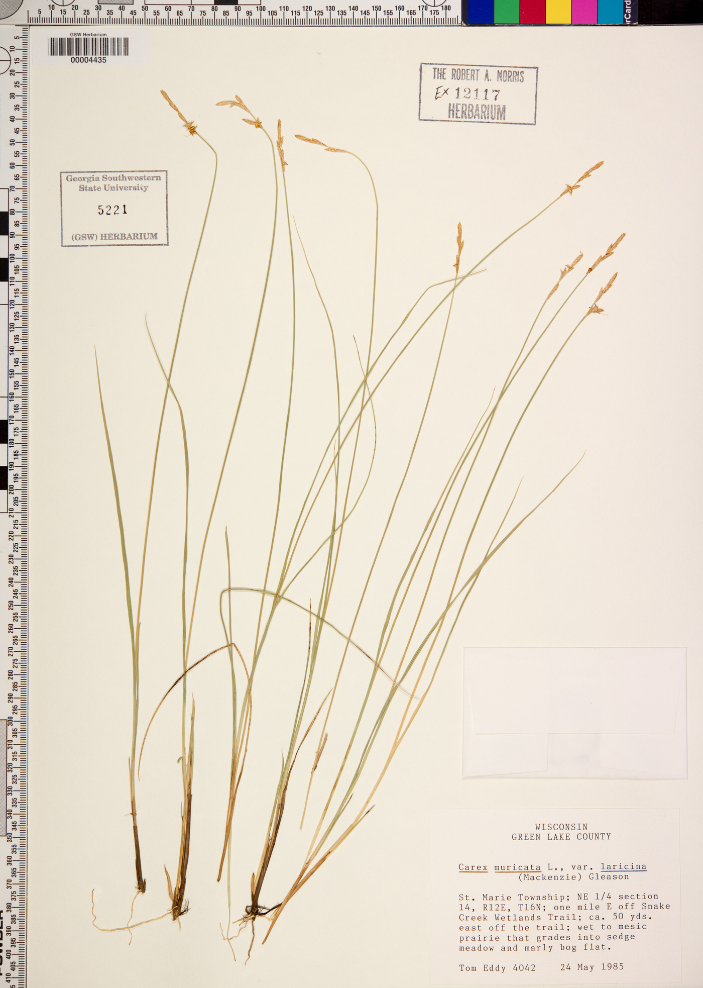 Carex muricata var. laricina image