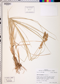 Carex oklahomensis image