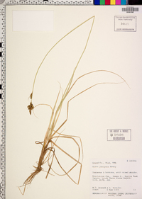 Carex parryana image