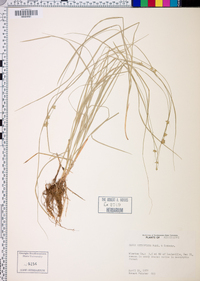 Carex retroflexa image