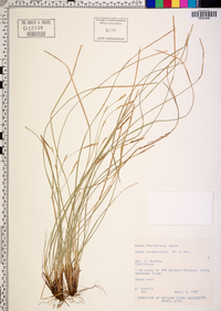 Carex stenostachys image