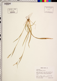 Carex striatula image