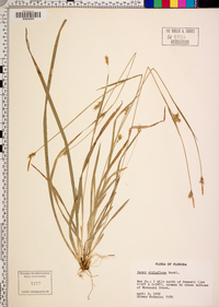 Carex styloflexa image