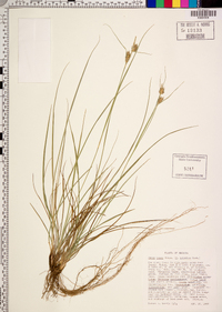 Carex tenax image