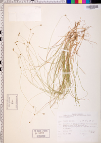 Carex trisperma image