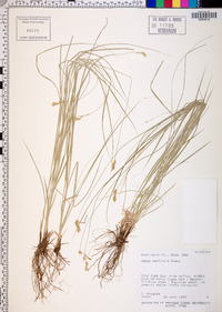 Carex vallicola image