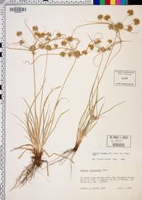 Cyperus filiculmis image