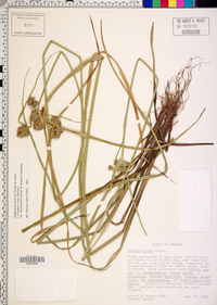 Cyperus virens image